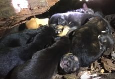 Mama Dog Placed All 13 Pups In A Safe Little Nook Despite Her Broken Leg