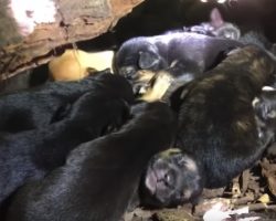 Mama Dog Placed All 13 Pups In A Safe Little Nook Despite Her Broken Leg￼