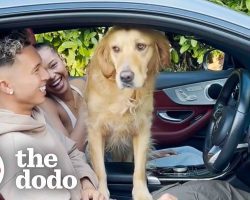 Extremely Needy Golden Retriever Meets Dad’s New Girlfriend