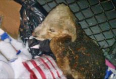Trucker Sees Dumpster On Fire, Finds Charred Puppy At The Bottom