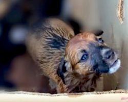 His Brothers Were Gone Forever, But Puppy’s Cry For Help Was Heard￼