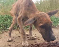 Skinny Stray Talks And Wags His Tail As He Demolishes The Food Given To Him￼