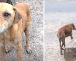 Street Dog Wouldn’t Leave Without Her Friend, Leads Rescuers To Her