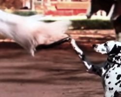 Dalmatian And Clydesdale Team Up To Earn The Horse A Spot Among The Best