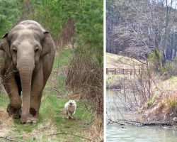 This Place Is Heaven On Earth For Elephants And All Of Their Friends