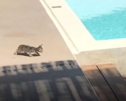 Stray Kitten Walks Toward The Pool, But Family Dog Gently Saves Her