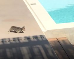 Stray Kitten Walks Toward The Pool, But Family Dog Gently Saves Her