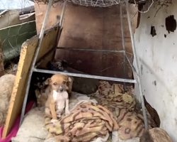 Puppies Without Proper Shelter Sat Exposed To The Elements Year-Round
