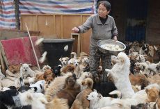 Elderly Chinese Women Wake Up At 4AM Every Day To Care For 1,300 Strays￼