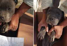 Boy Leaves Injured Pup Outside Shelter In A Box To Save Him From Abusive Father