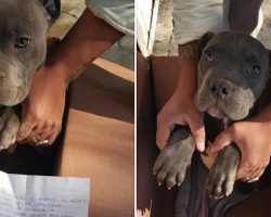 Boy Leaves Injured Pup Outside Shelter In A Box To Save Him From Abusive Father￼