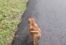 Mama Dog Stops Traffic To Save Her Newborn Pups