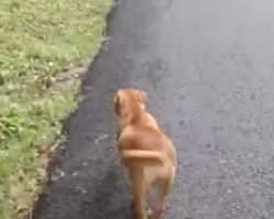 Mama Dog Stops Traffic To Save Her Newborn Pups