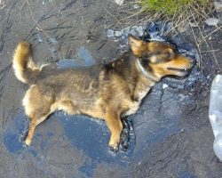 Little dog trapped in pool of tar kept barking until someone heard him