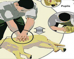 CPR For Dogs Every Dog Owner Needs To Know How To Perform