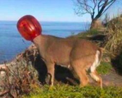 Neighbors discover strange creature wandering around their yards – realize it’s an emergency