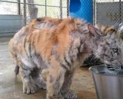 Neglected out of ignorance, tiger is rescued from circus – look at her miraculous transformation