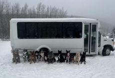 Doggie Day Trips: A Bus for Canine Adventures