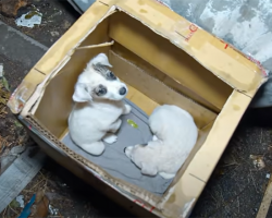 Tiny & cold puppies left in a carton box neаr trаsh cаn