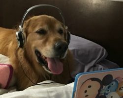 Dog afraid of fireworks chills with headphones and an iPad