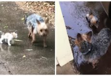 Dog finds tiny stray kitten in the rain, saves her by guiding her home