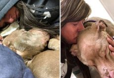 Woman spends the night cuddling with shelter dog so he won’t die alone