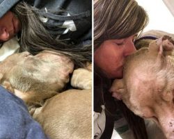 Woman spends the night cuddling with shelter dog so he won’t die alone