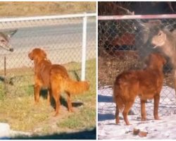 Dog becomes best friends with deer, then she introduces him to her family