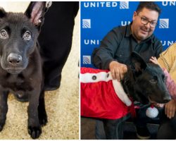 Dog left abandoned at airport gets adopted by pilot