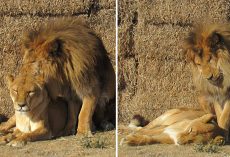 Lion refuses to leave his mate’s side when she becomes sick, stays with her til the very end