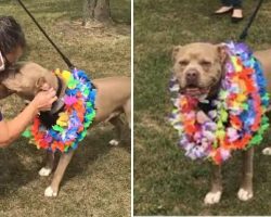 Dog who spent 500 days in shelter gets sweetest send-off after finally getting adopted