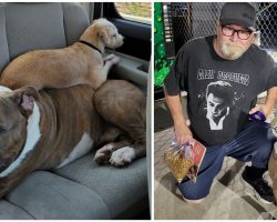 Giant shelter pit bull’s search for a new home leads to adoption