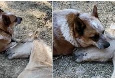 Dog comforts an orphaned, 9-day-old foal after his mother’s death, takes the horse under his wing