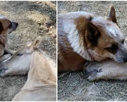 Dog comforts an orphaned, 9-day-old foal after his mother’s death, takes the horse under his wing