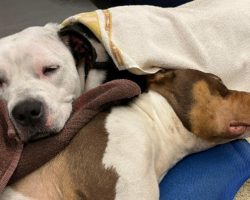 Heartbroken stray dog refuses to leave her best friend’s side after he was hit by car