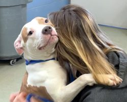 Dog abandoned by owner outside airport will soon be up for adoption