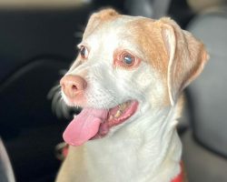 Senior dog surrendered at airport after crate couldn’t fit under seat, now looking for a new home
