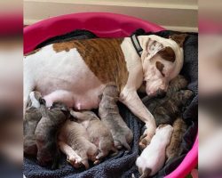 Pregnant dog rescued from the freezing cold right before giving birth on Christmas