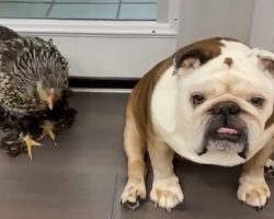 The Heartwarming Friendship Between Gus the Bulldog and Lucky the Chicken Is Pure Magic