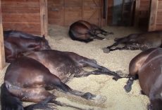 She found seven horses sleeping in the stables, peacefully snoring and farting