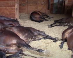 She found seven horses sleeping in the stables, peacefully snoring and farting