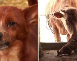 Sad pup separated from cow who raised him – camera captures tear jerking moment they reunite again