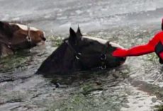 Firefighters race to rescue two Clydesdale horses after they fall through ice