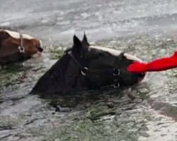 Firefighters race to rescue two Clydesdale horses after they fall through ice