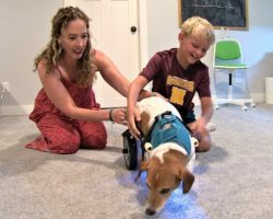 Smart 11-year-old builds custom wheelchair for his teacher’s dog