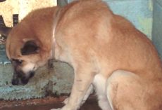 Just A Little More Patience and Love Can Save a Dog’s Life