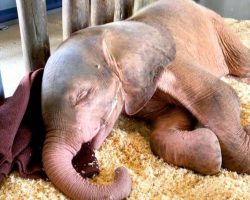 Albino elephant calf rescued after being trapped in snare for four days