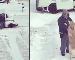 Golden Retriever Pup Welcomes And Embraces The New Mailman On The Job