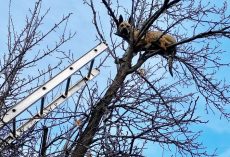 Idaho Dog Rescued from Top of Tree After Chasing a Squirrel