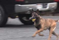 The Bond Between A K9 Officer And Their Dog